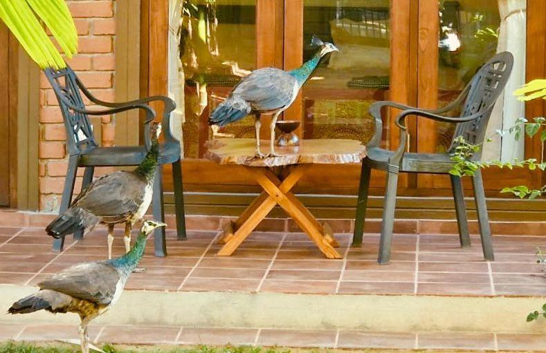 Millet'S Food Company And Cooking Center Hotel Negombo Exterior foto